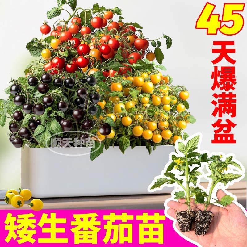 45天矮生番茄苗笆苗圣女果苗