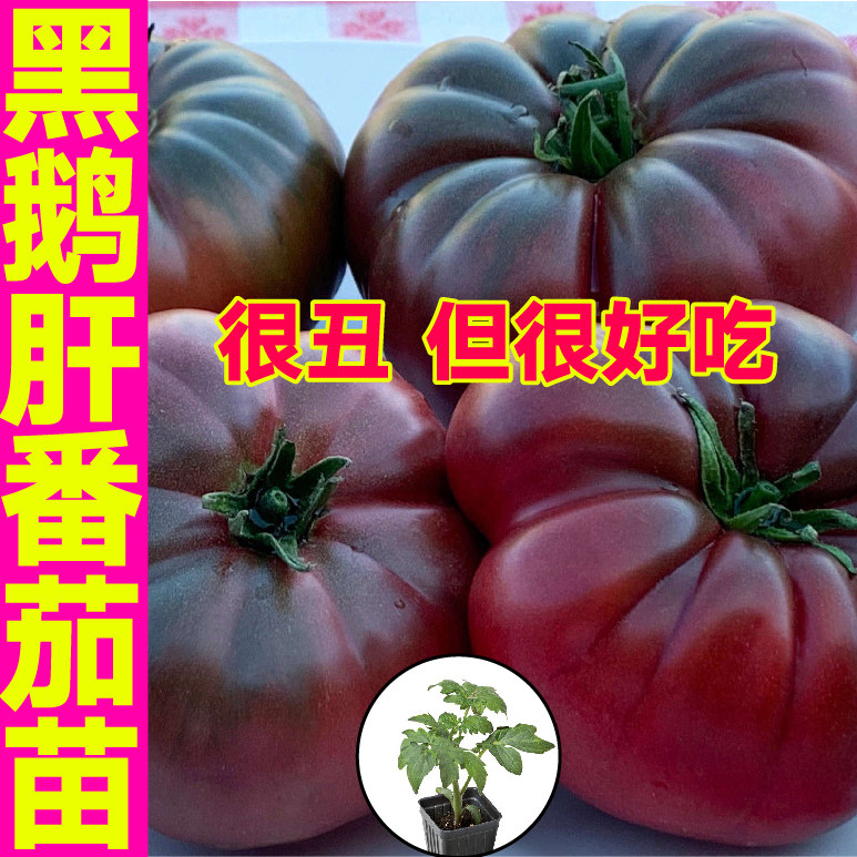 老品种黑鹅肝番茄苗秧苗丑柿子红黑马蹄西红柿种子四季盆栽黑牛排