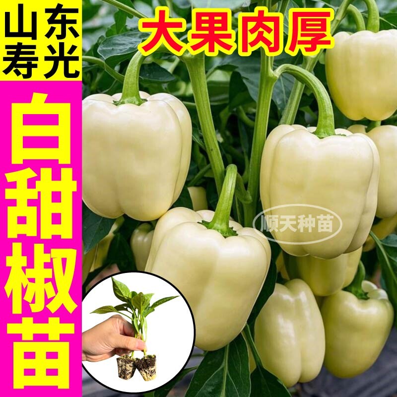 白玉彩椒秧苗五彩甜椒苗灯笼椒方椒红黄紫白太空椒种子籽高产