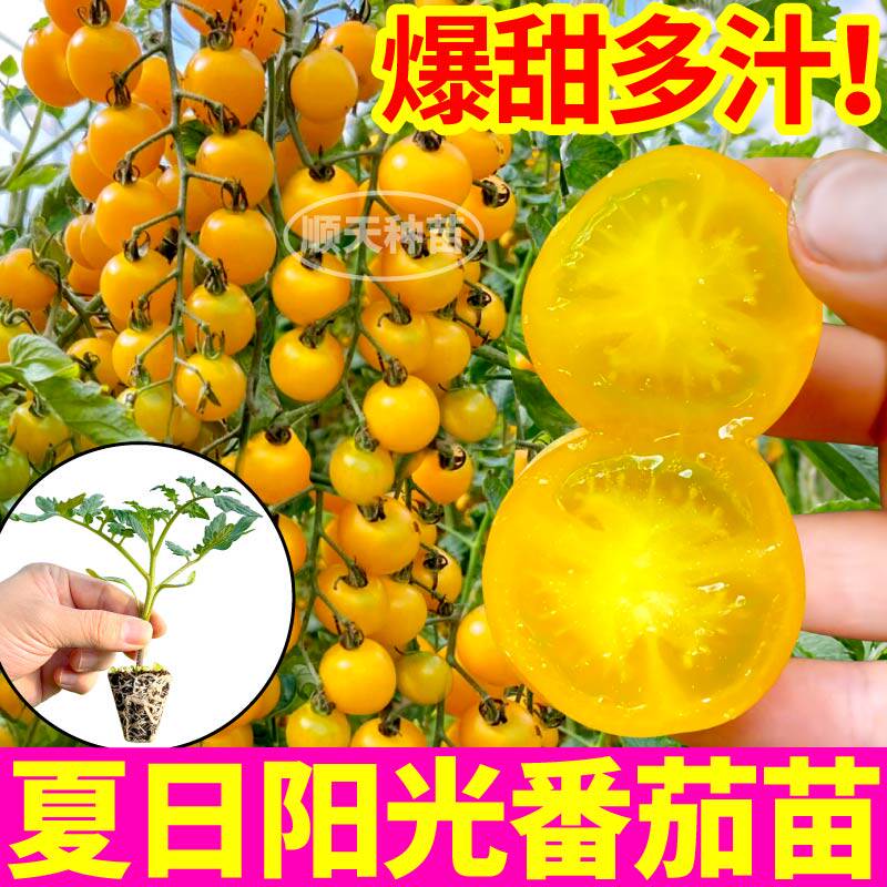 黄圣女超甜夏日阳光樱桃番茄种苗全国盆栽阳台小院高产带土易活