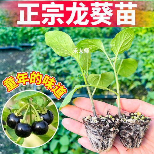 寿光龙葵秧苗黑悠悠苗酸甜烟悠高产黑天天野葡萄四季阳台盆栽