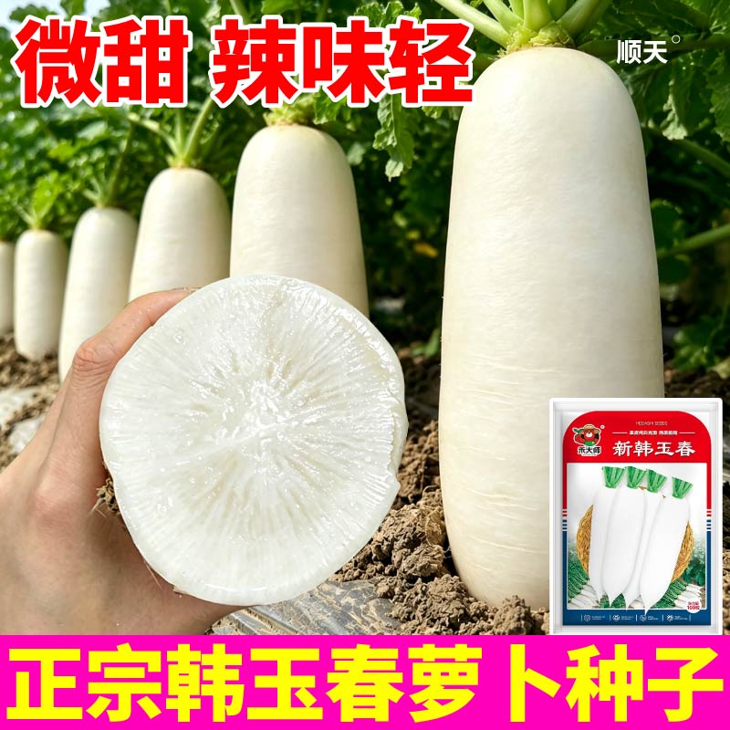 杂交新品种韩玉春萝卜种子籽微甜辣味轻脆嫩多汁正宗韩玉春白萝卜