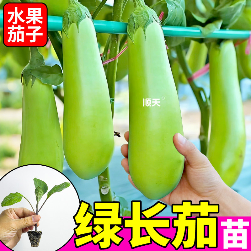 寿光绿长茄苗秧高产水果茄子软糯四季茄子种子竹丝茄白茄四季高产