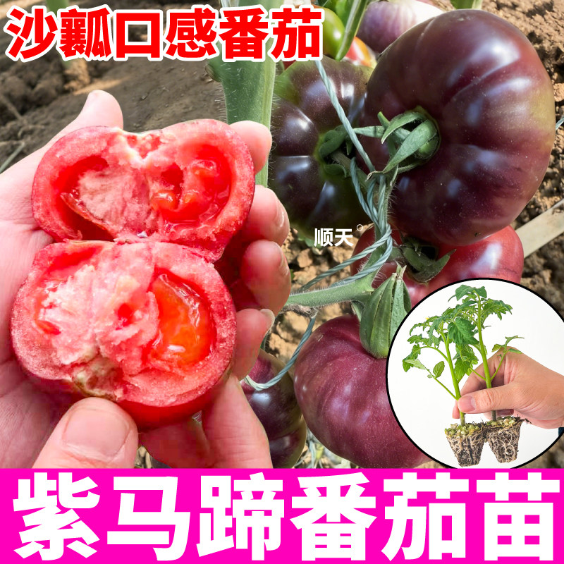 薄皮沙瓤紫马蹄番茄苗秧高产红黄马蹄西红柿丑柿子口感好种子籽盆