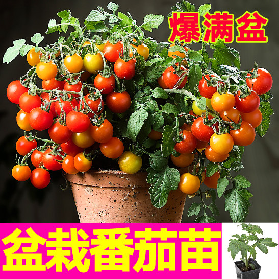 山东寿光矮生盆栽小番茄秧苗樱桃小西红柿种子阳台盆栽四季春秋