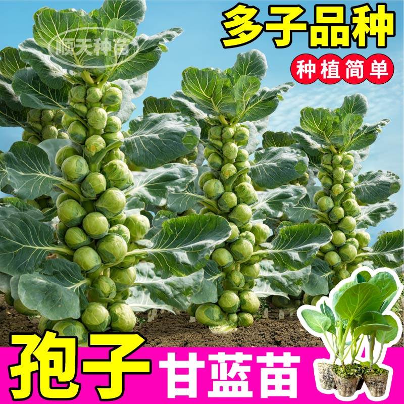 孢子甘蓝苗带土秧苗迷你卷心菜特色蔬菜苗包菜四季阳台盆栽种苗