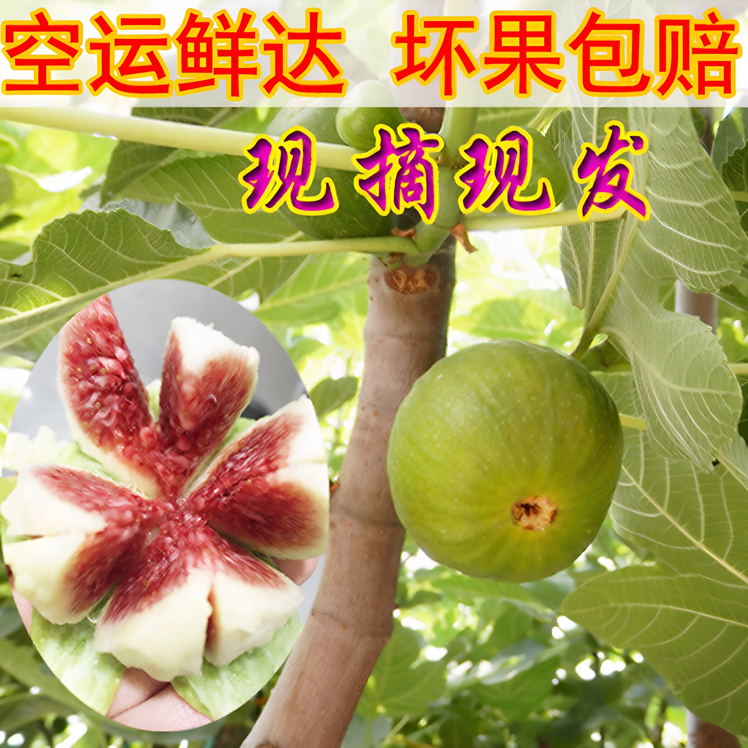 新鲜无花果现摘现发不打药