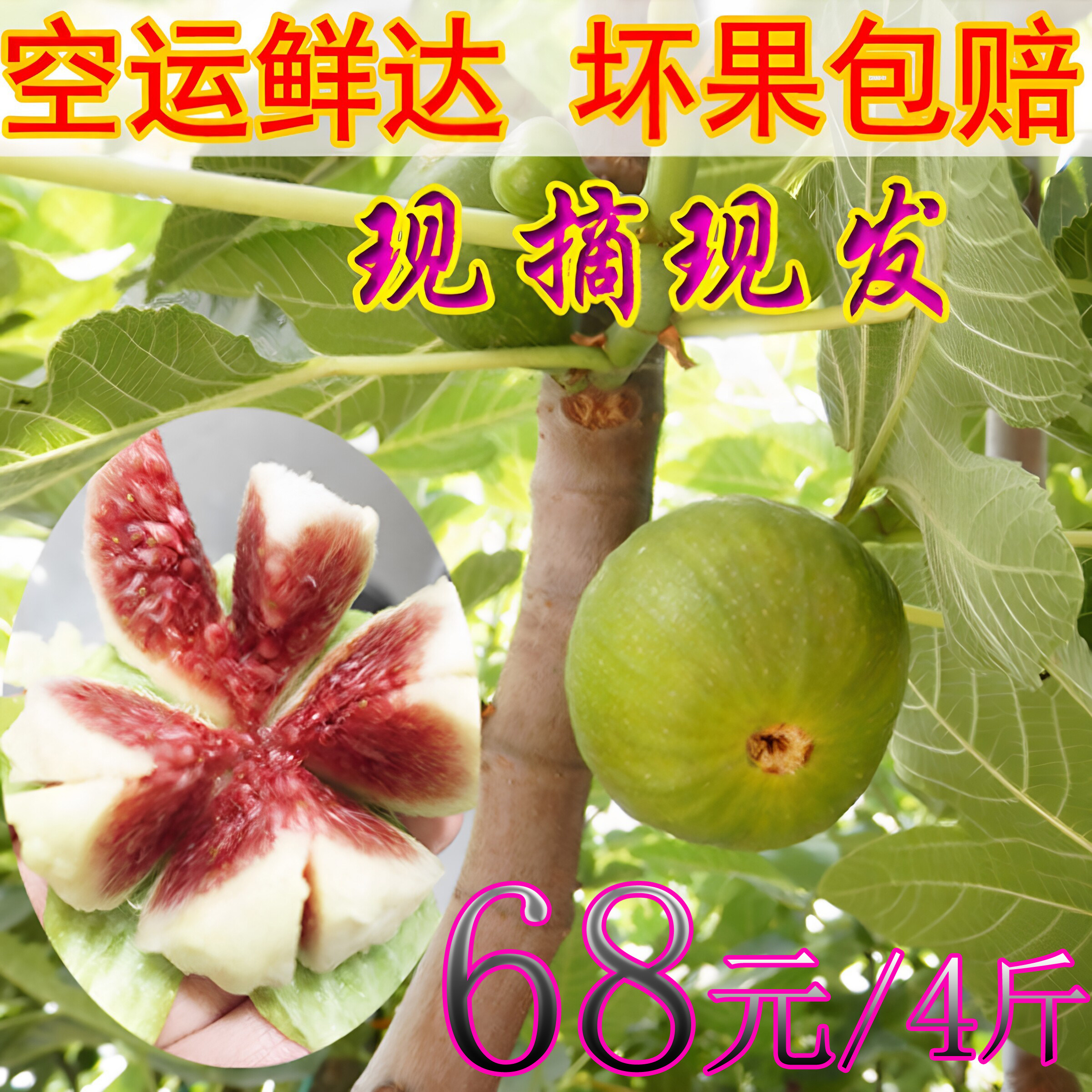 新鲜无花果现摘现发不打药