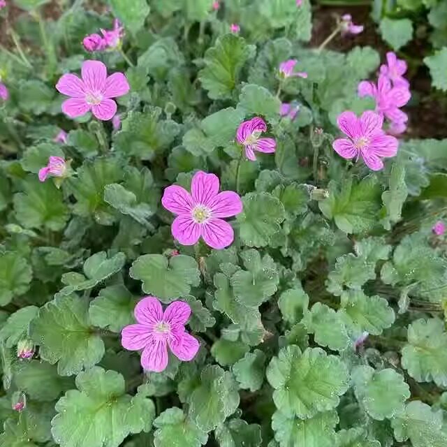 四季开花微景观山野草姬风露草屋图片
