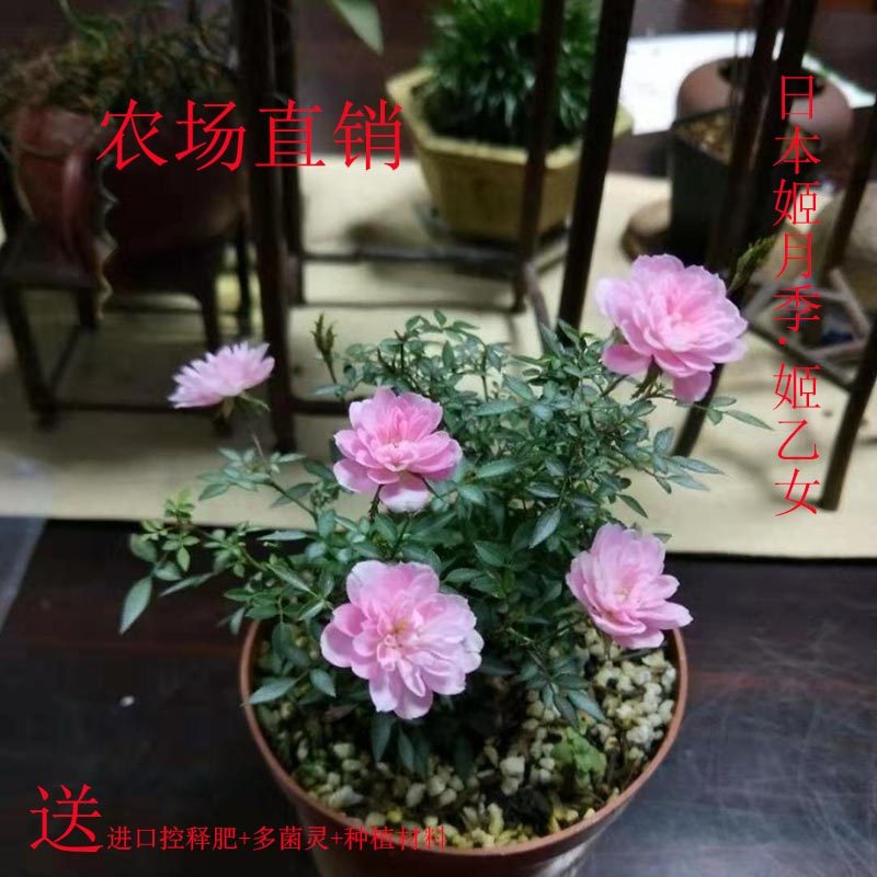 绿植日本姬翠竹菖蒲玫瑰微型盆景