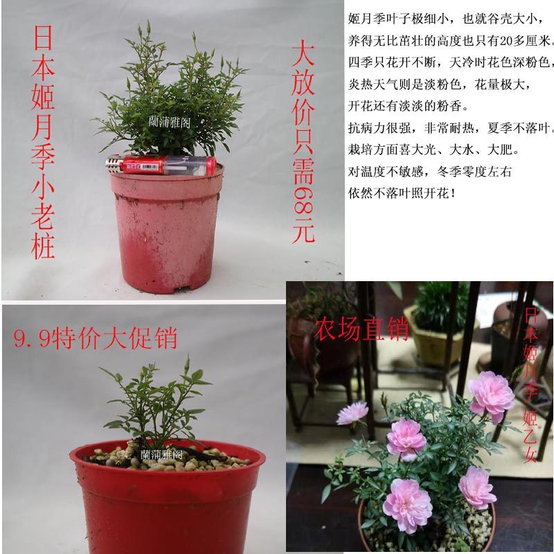 日本姬乙女进口姬月季姬蔷薇姬翠竹菖蒲微型盆景绿植盆栽小叶玫瑰|msdalam kategori penghantaran bunga/bunga simulasi/tumbuhan berkebun, bunga/Tumbuh-tumbuhan tumbuh-tumbuhan pasu (baru), bunga - dari Buy2taobao.com untuk memberikan perkhidmatan ejen Taobao profesional membeli