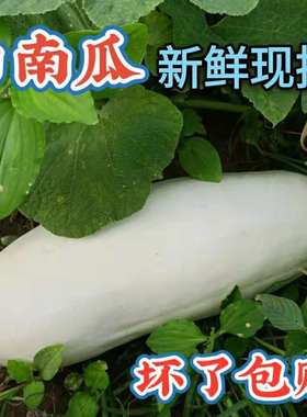 白南瓜新鲜蔬菜4斤-11斤