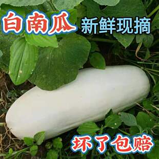 白南瓜新鲜现摘白吊瓜白玉瓜4斤-11斤南瓜北瓜笋瓜干瓜包子饺子馅