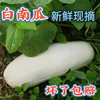 白南瓜新鲜蔬菜4斤-11斤