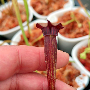 黑管翼瓶子草高端食虫植物翼状瓶子草稀有食虫草食人花奇异