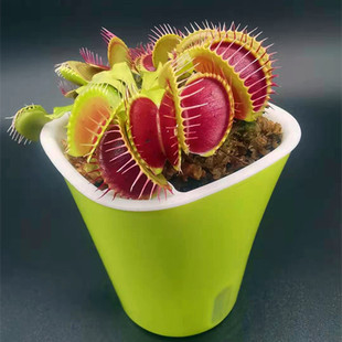 捕蝇草猪笼草食虫草食人花食虫植物超大嘴捕虫食蝇草趣味室内盆栽