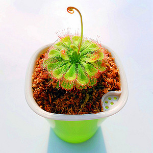 锦地罗洛芙丽好望角驱蚊