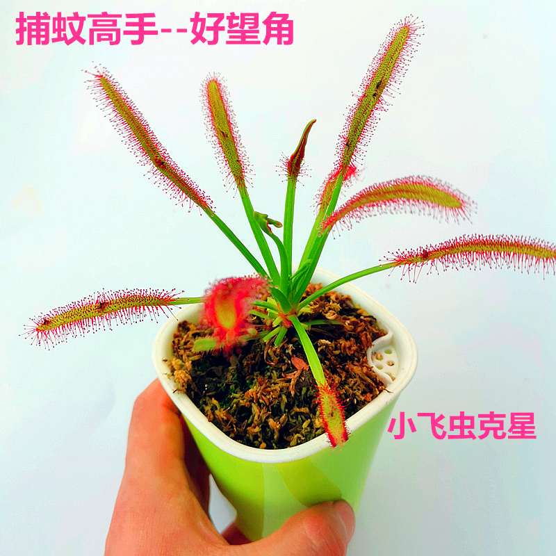 好望角茅膏菜价格 好望角茅膏菜图片 星期三 好望角茅膏菜价格 好望角茅膏菜图片 星期三
