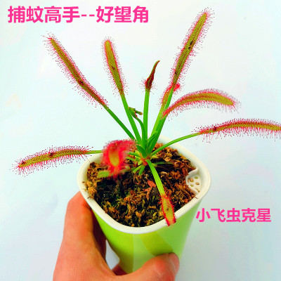 好望角茅膏菜捕蚊小飞虫红白宽叶食虫植物捕蝇草食虫草室内盆栽 虎窝淘