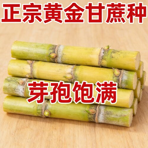 绵阳新鲜带芽青皮甘蔗种子高产