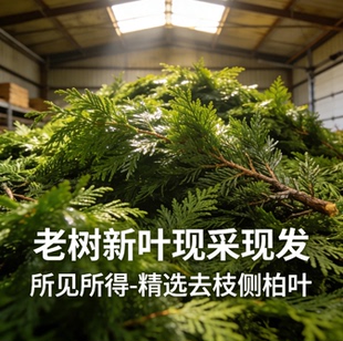野生侧柏叶香薰香料老树新叶精选去枝侧柏叶柏树枝叶泡酒熏腊肉香