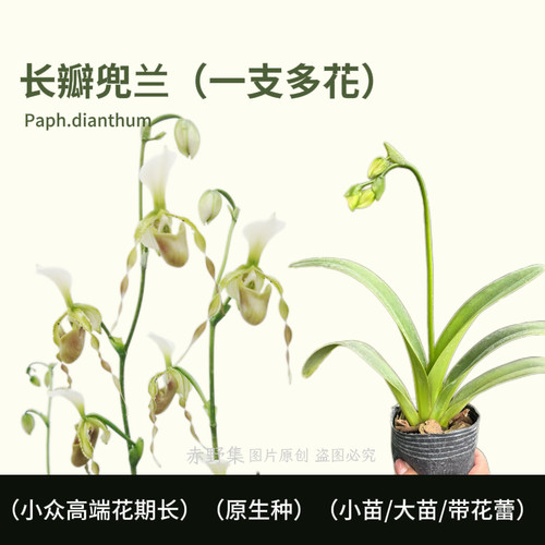 赤野集长瓣兜兰「财气兜运」款！