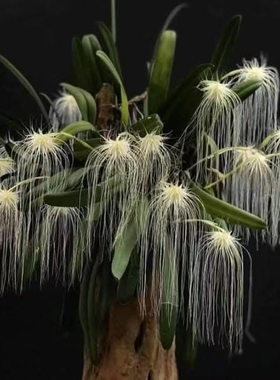 赤野集兰花美杜莎石豆兰 Bulbophyllum medusae收藏款