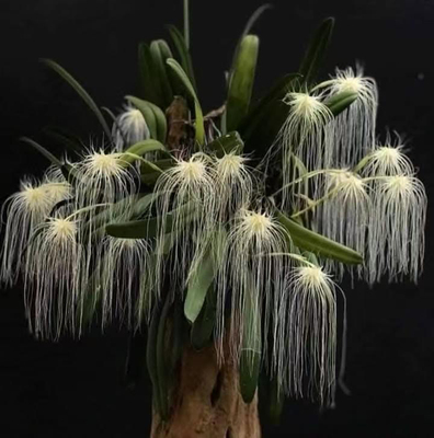 赤野集兰花美杜莎石豆兰 Bulbophyllum medusae收藏款