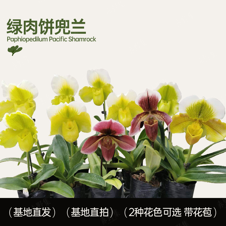 赤野集 兰花带花苞绿肉饼红肉饼兜兰 易养易开花花期长年宵花盆栽,鲜花速递/花卉仿真/绿植园艺,时令草本花卉,淘宝优惠券,粉丝福利购,淘宝优惠卷