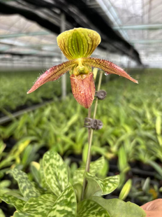 赤野集苍叶x紫纹兜兰一杆多花花色漂亮花期长现现开花