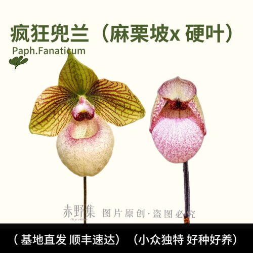赤野集兰花 疯狂兜兰（Paph.Fanaticum)实生苗麻栗坡X硬叶