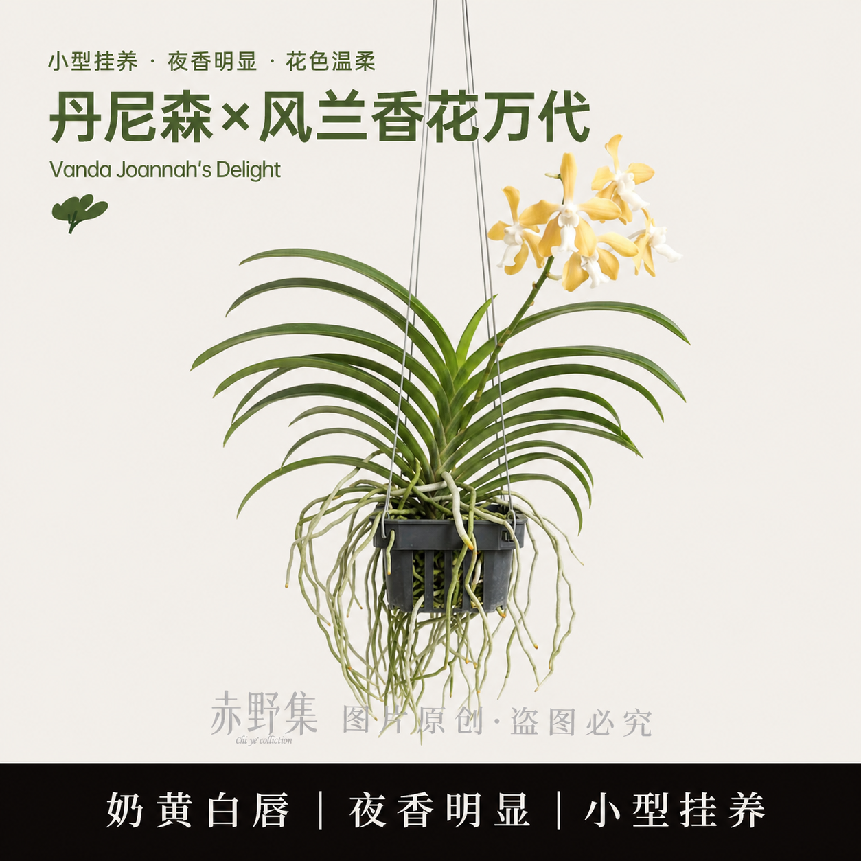 新品丹尼森风兰万代兰奶黄白唇夜香香花小型挂养开花苗基地直发