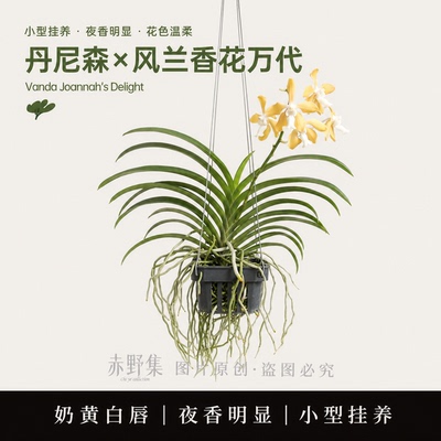 夜香奶黄小型万代兰基地直发