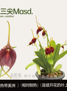 【红三尖兰】Masd.（amplexa x xanthur) 雨林缸植物小型花卉盆栽
