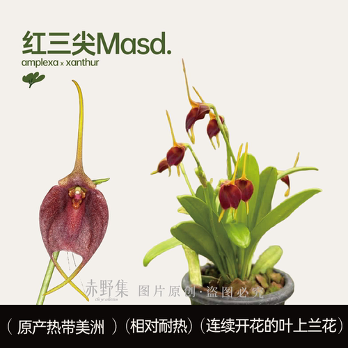 美洲兰花小众植物花卉