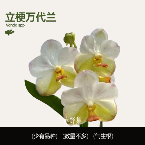 赤野集素林-立梗万代兰植物花卉少有品种易爆花好看好养小众高端