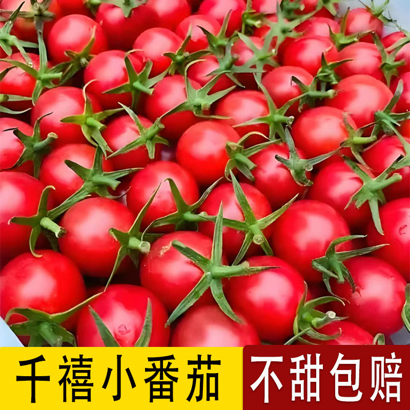【正宗千禧果】攀枝花千禧小番茄小西红柿新鲜孕妇水果樱桃圣女果,水产肉类/新鲜蔬果/熟食,番茄,淘宝优惠券,粉丝福利购,淘宝优惠卷