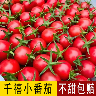 【正宗千禧果】攀枝花千禧小番茄小西红柿新鲜孕妇水果樱桃圣女果