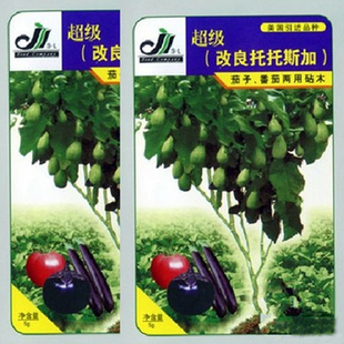 超级改良托托斯加 茄子/番茄两用砧木 专用嫁接砧木种子 抗病增产