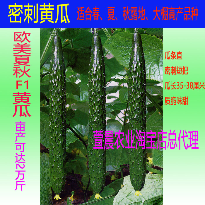 寿光蔬菜种子 进口欧美夏秋F1黄瓜种子 露天大棚春夏秋播种25克