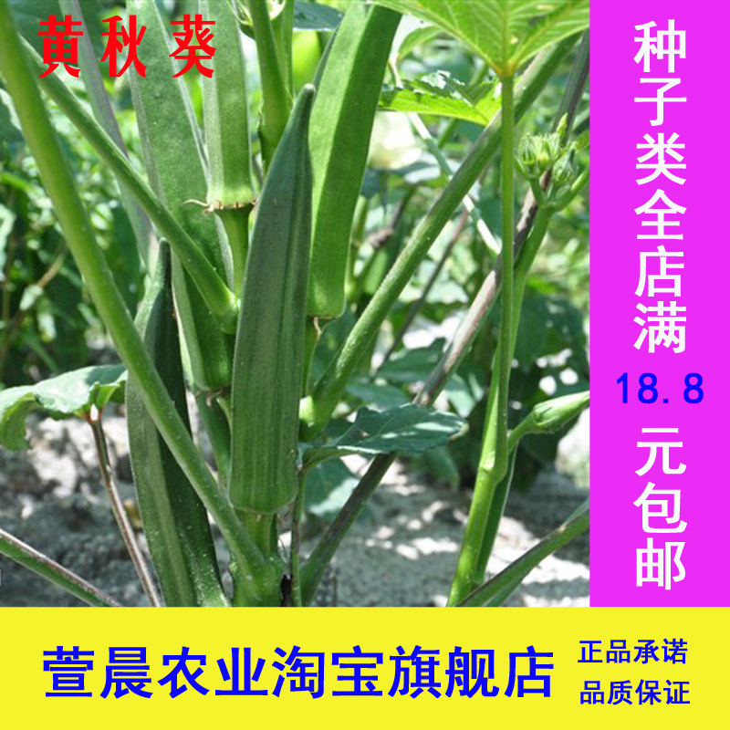 黄秋葵种子绿秋葵保健菜黄秋葵种子保健蔬菜种子春秋播低价促销