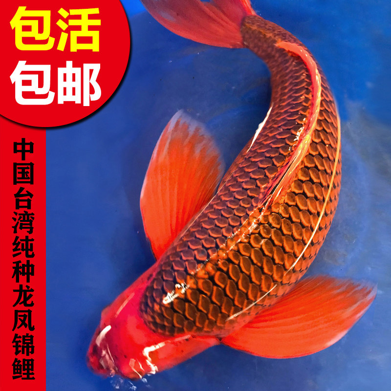 红松叶锦鲤淡水独特蝴蝶鲤