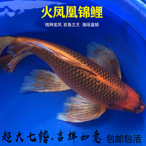火凤凰蝴蝶鲤纯种台湾金松叶龙