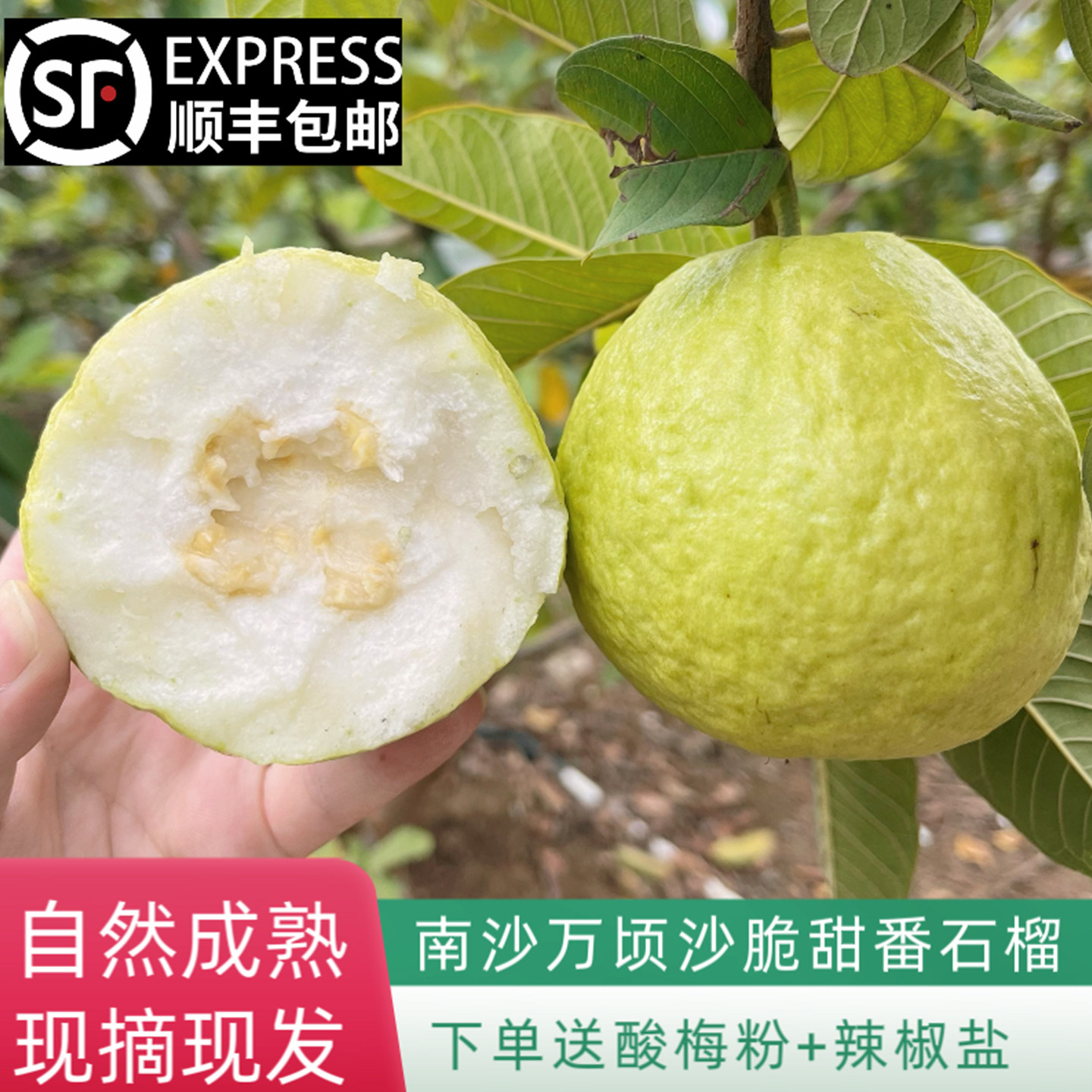 顺丰包邮广东本地南沙白心脆番石榴奶油巴乐孕妇草莓芭乐水果新鲜