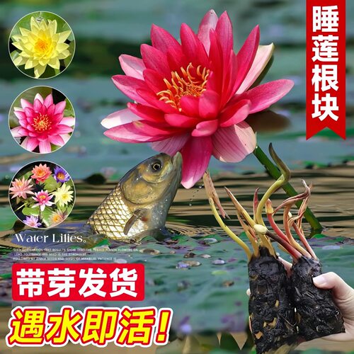 睡莲水培植物四季水养荷花带花苞