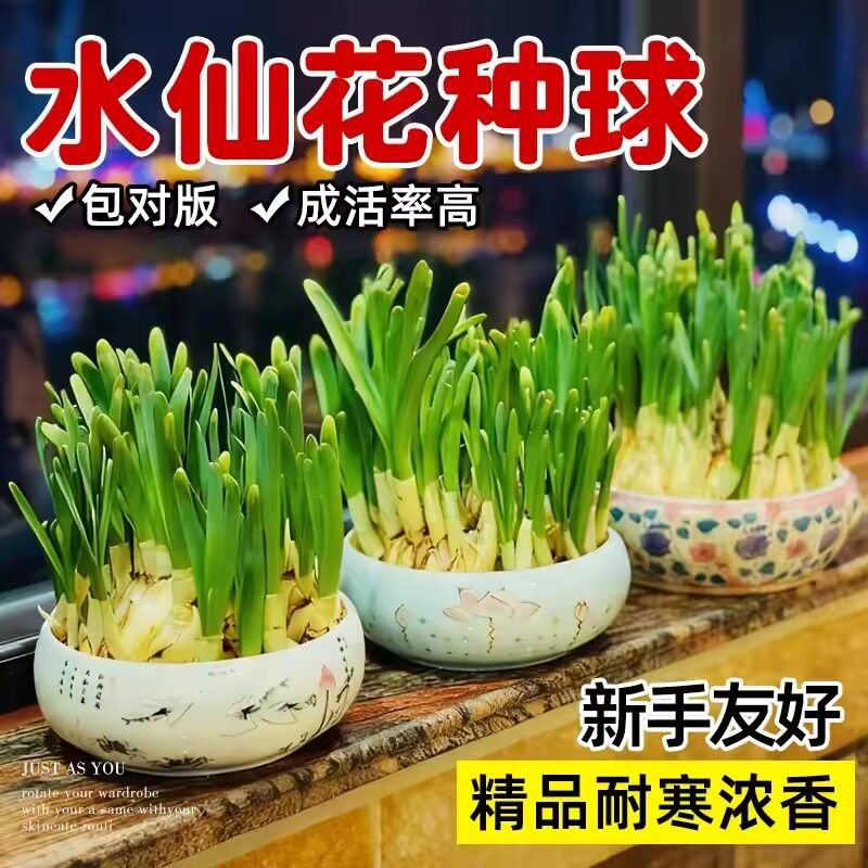 水仙花种球漳州重瓣水仙花盆栽带花苞水培土培植物花卉室内年宵花