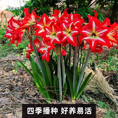 国产朱顶红种球多年生植物好养易繁殖四季大土朱盆栽阳台庭院花卉