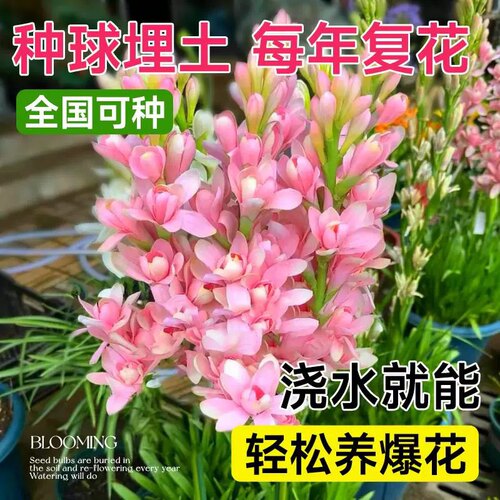 晚香玉种球重瓣浓香型大花球