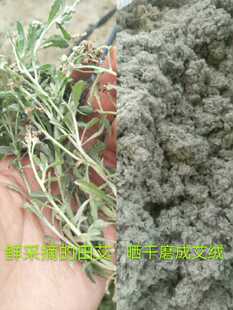 艾糍 2023湛江农家野生艾草田艾 田艾绒 青团 籺传统食品材料500g