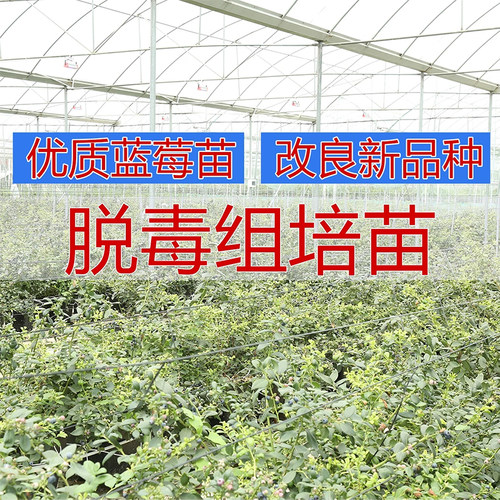 【大果优瑞卡L11蓝莓苗】南高丛脱毒组培穴盘苗苔藓庭院阳台种植